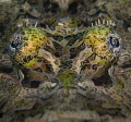 judged by Iyad Suleyman who says...
Always pleasant to see macro picture with fine details! The eyes of crocodile fish are fabulous! weekly hotshot click to zoom